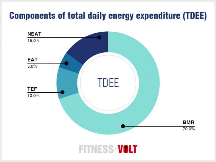 Components of total daily energy expenditure