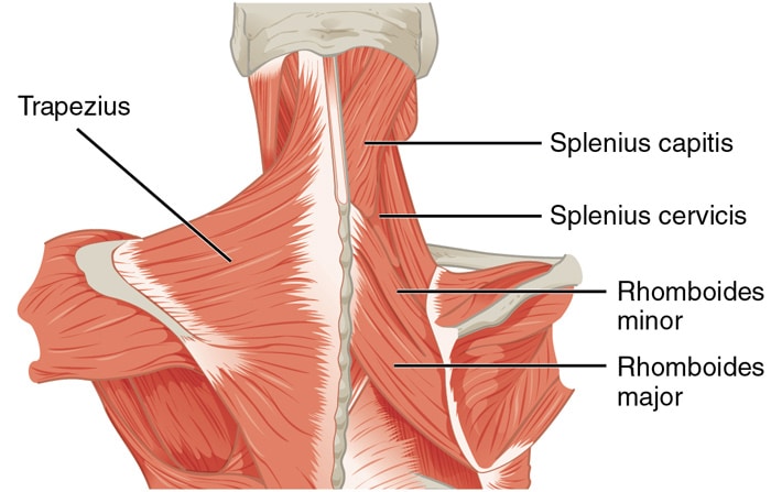 Middle Back Anatomy