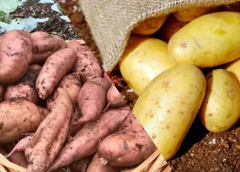 White Potato vs. Sweet Potato Nutrition