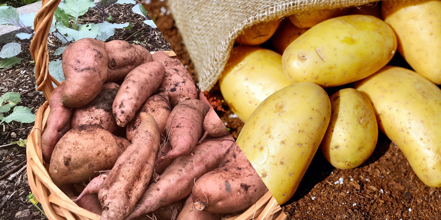 white potatoes vs sweet potatoes