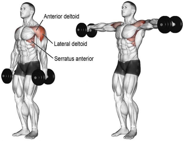 Dumbbell Lateral Raise Exercise