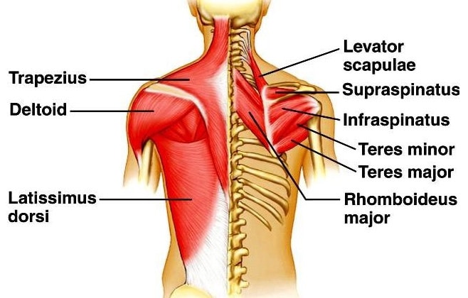 Back Anatomy Muscles