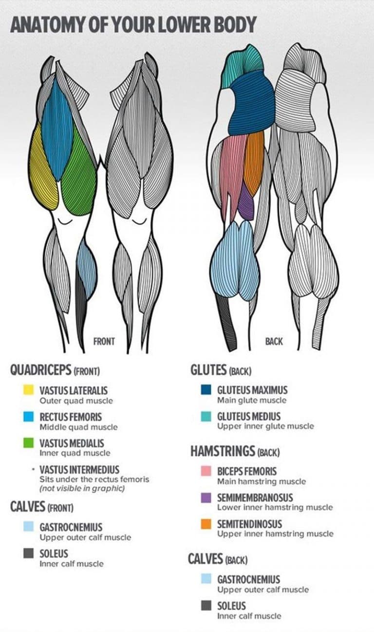 Suitcase Deadlift Guide: Muscles Worked, How-To, Benefits, Variations ...