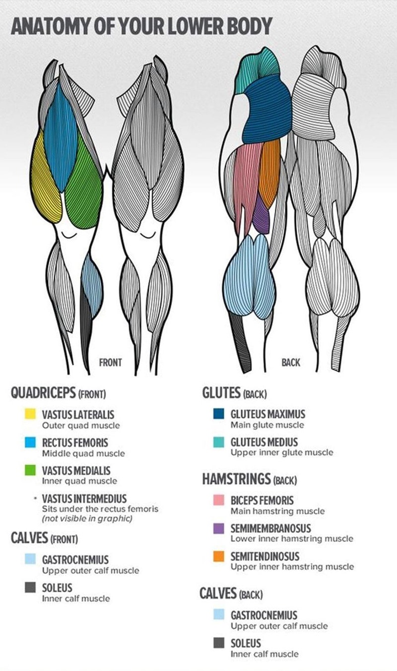 Lower Body Anatomy