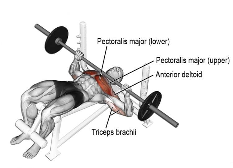 Decline Barbell Bench Pres