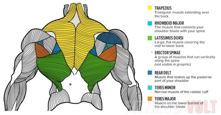 Upper Back Anatomy Muscles Of The Shoulder And Back Laminated Anatomy   Upper Back Muscles 750x391 