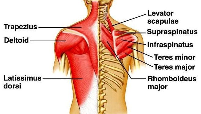 Back Anatomy Muscles