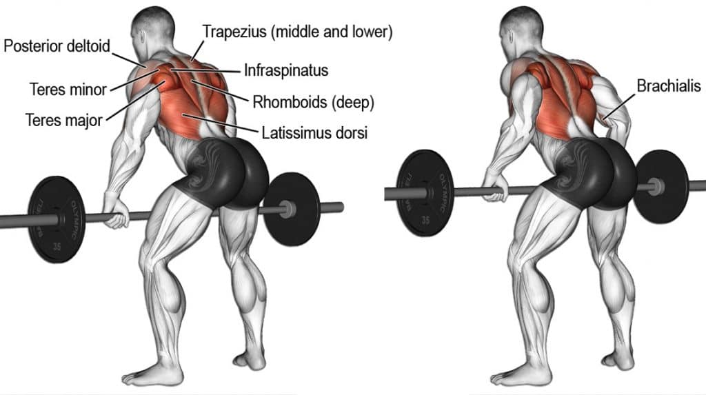 Bent Over Barbell Rows Exercise