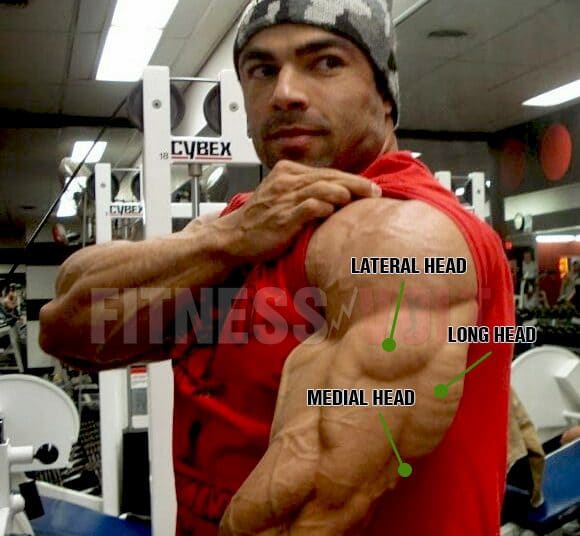 Triceps Anatomy Basic