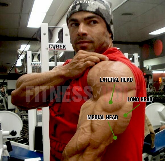 Triceps Anatomy Basic