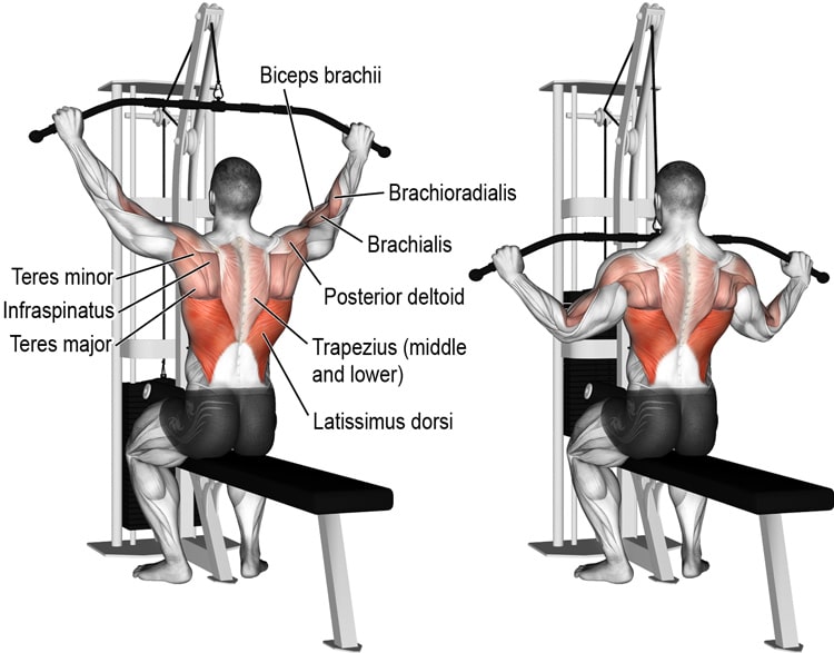 Wide Grip Pulldowns Exercise