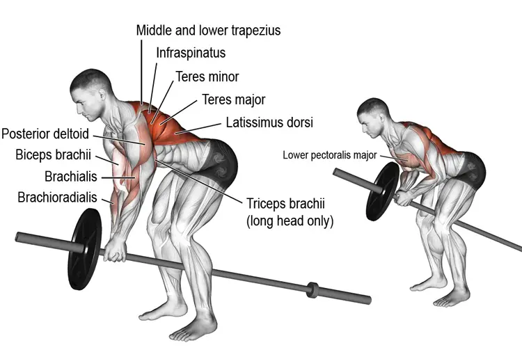 Barbell T Bar Rows
