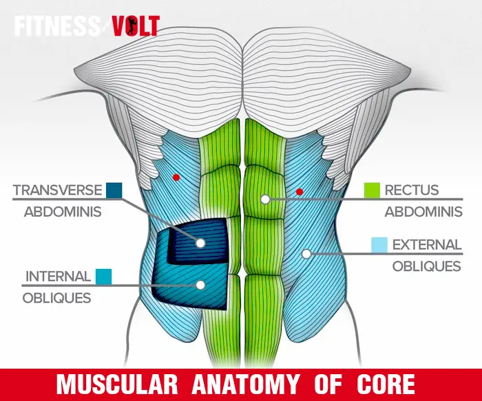 Body Saw Exercise Guide Muscles Worked How To Benefits Variations Body Saw Exercise Guide Muscles Worked How To Benefits Variations