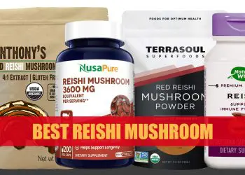 Best Reishi Mushroom