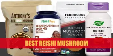 Best Reishi Mushroom
