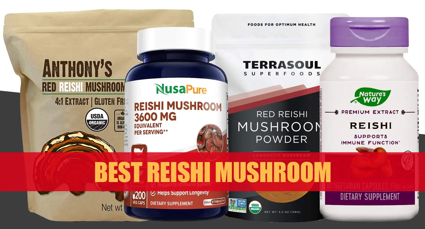 Best Reishi Mushroom