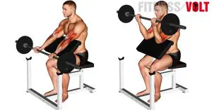 Barbell Preacher Curl