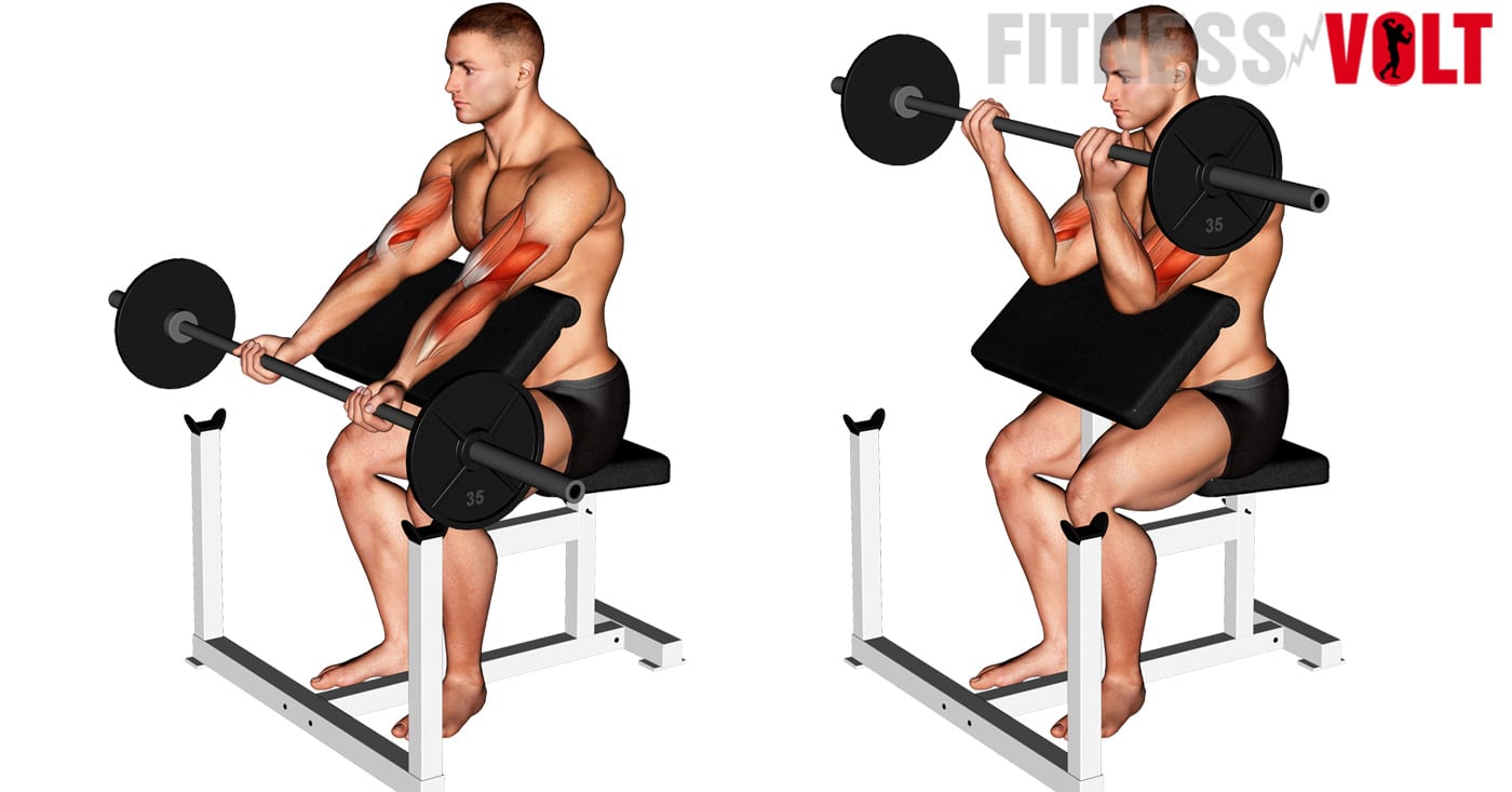 Barbell Preacher Curl: How-To, Tips. Variations and Video Guide