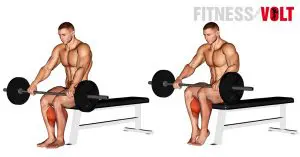 Barbell Seated Calf Raise Calves