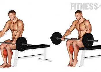 Barbell Seated Calf Raise Calves