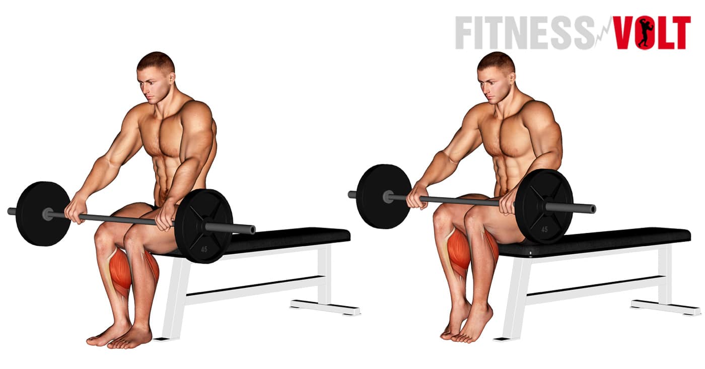 Barbell Seated Calf Raise Exercise How To Tips Variations And Guide
