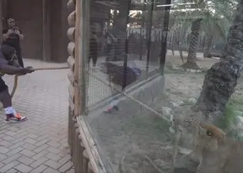 Blessing Awodibu Vs Tiger