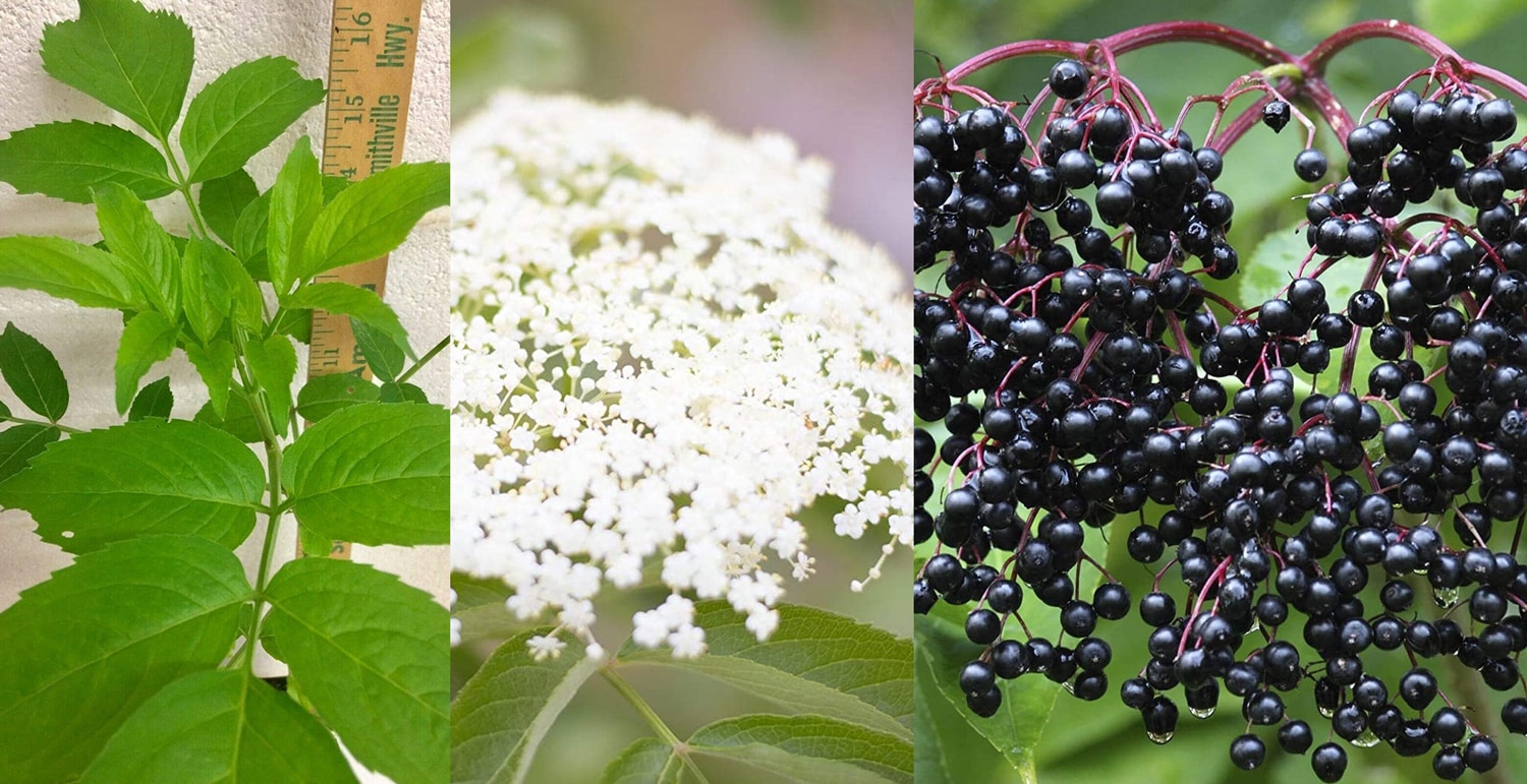 Best Elderberry Supplement for Immune Function and Health Benefits