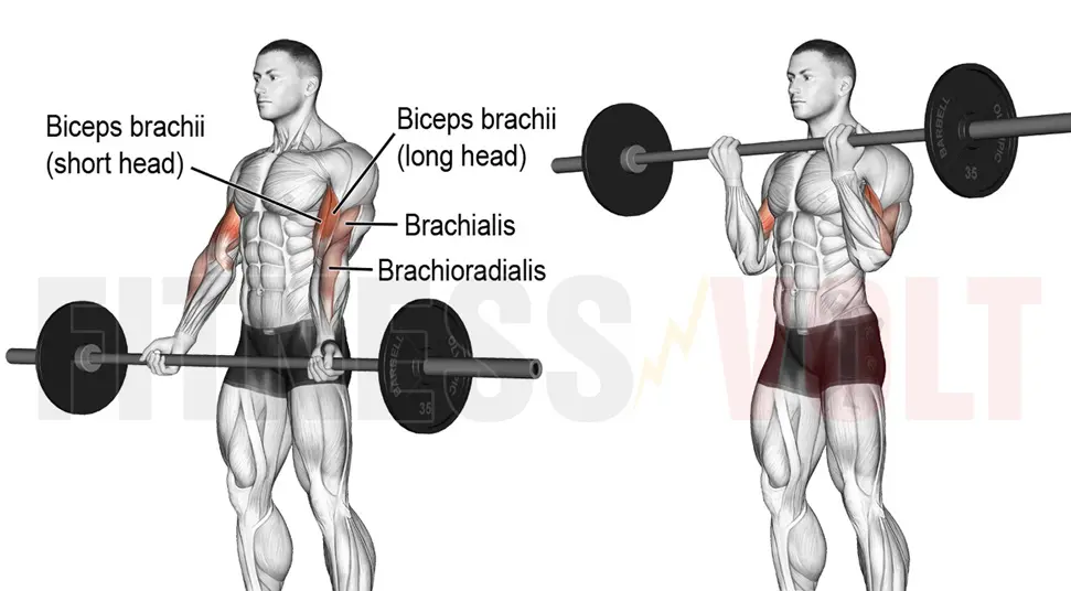 Biceps Curls With Straight Bar