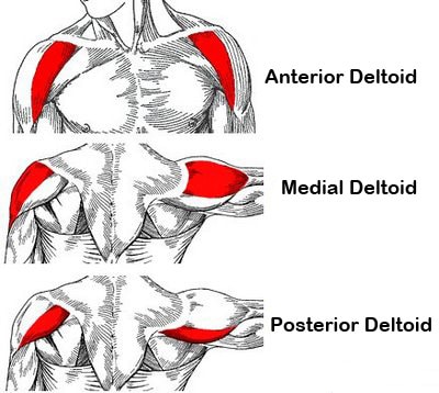 Deltoid Anatomical