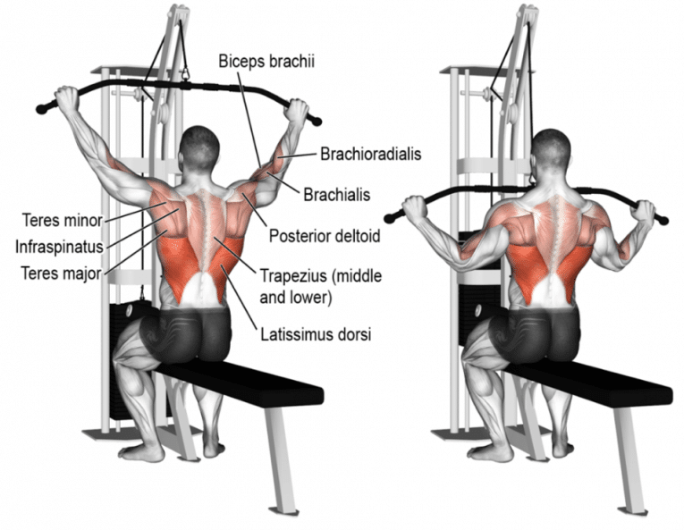 Lat Pulldowns Muscles