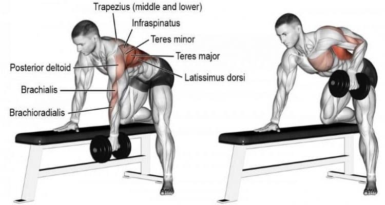 Single Arm Dumbbell Row How To Benefits Muscles Worked Variations Single Arm Dumbbell Row How To Benefits Muscles Worked Variations