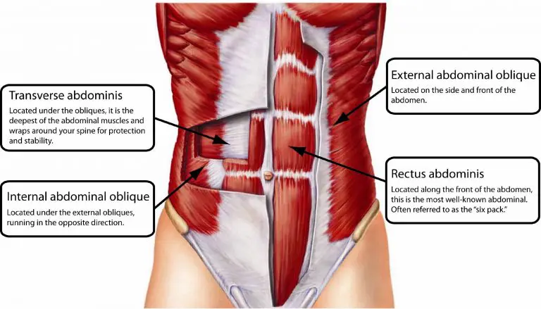 Illustration showing the muscles of the abdominal wall
