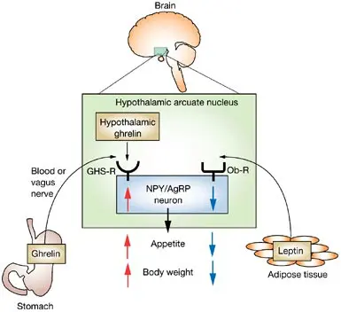 Leptin And Ghrelin