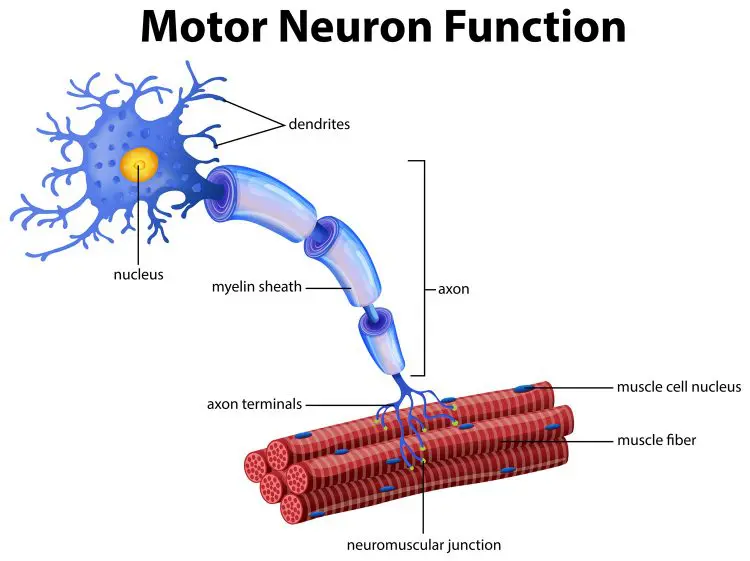 Motor Neuron Function