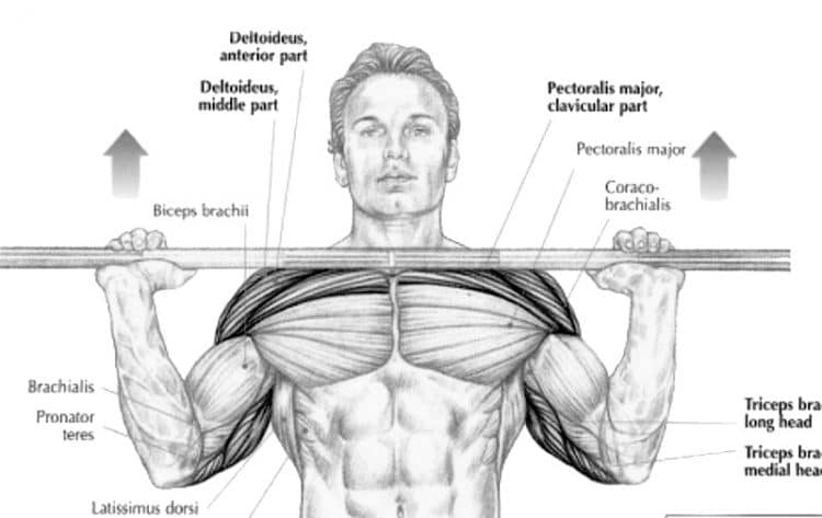Overhead Press Muscles