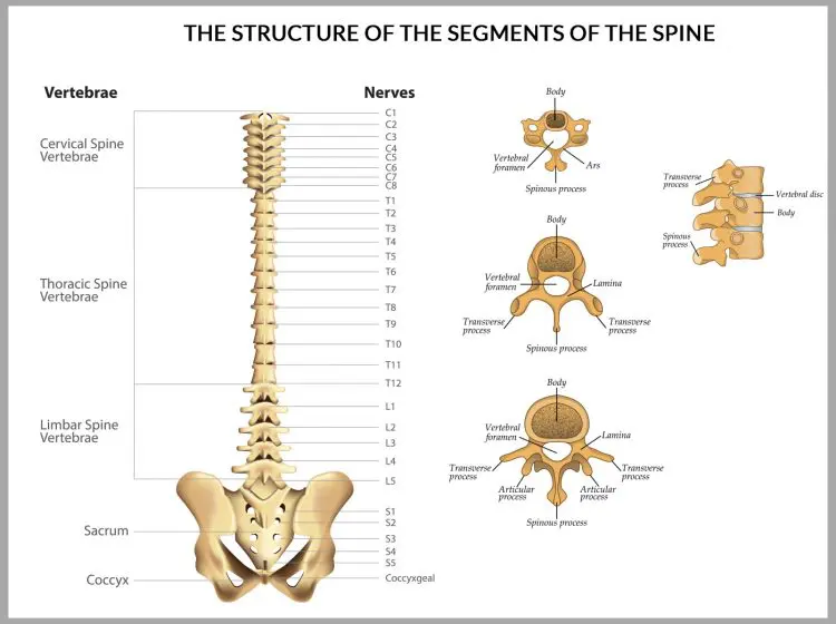 Segments Of The Spine