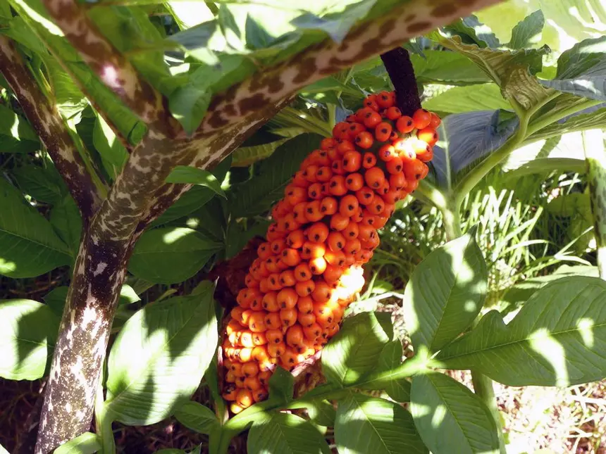 Amorphophallus Konjac Fruit