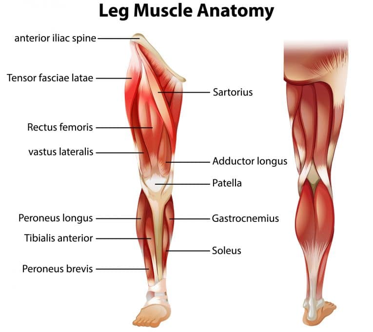 Box Jump Exercise Guide Fitness Volt