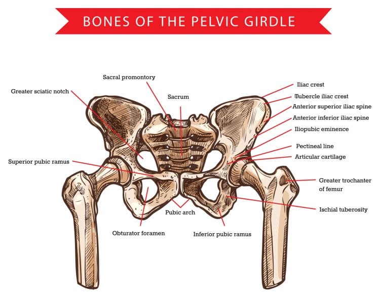 Pelvis bones of pelvic girdle