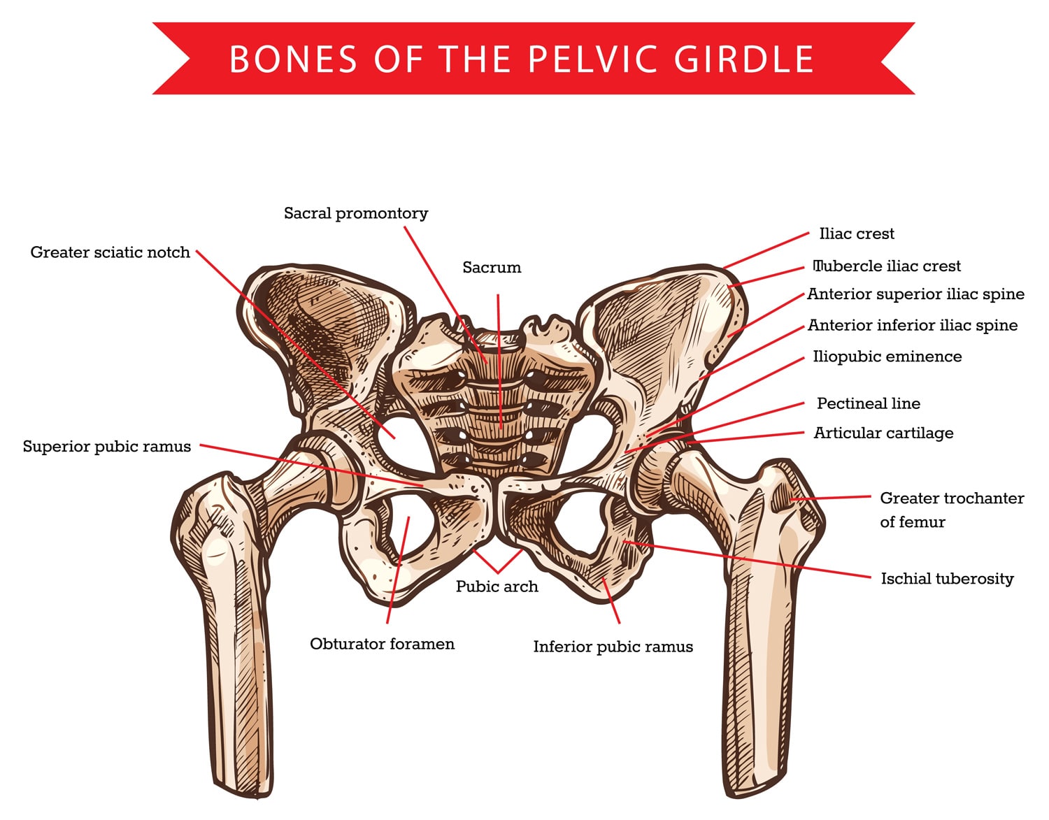 13 Ways to Avoid Hip Pain in The Gym – Fitness Volt