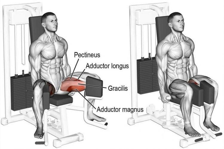 Seated Hip Adductor