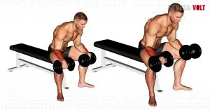 Dumbbell Reverse Wrist Curl Exercise Guide