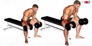 Dumbbell Reverse Wrist Curl Exercise Guide