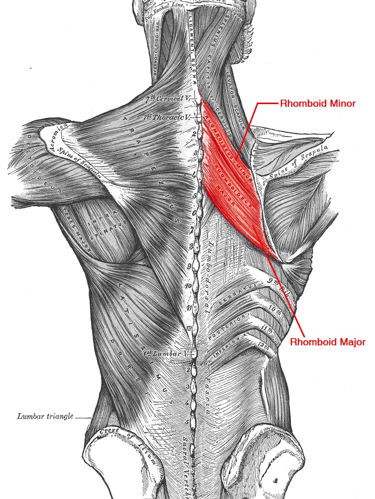 Rhomboid Major and Minor