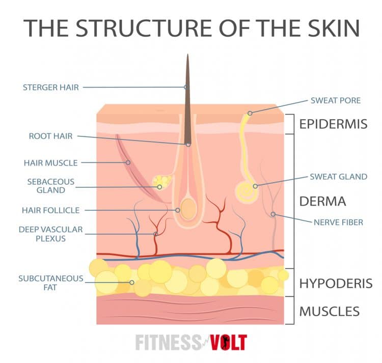 Structure of The Skin