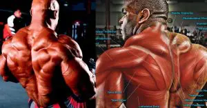 Best Lower Trap Exercises