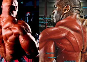 Best Lower Trap Exercises