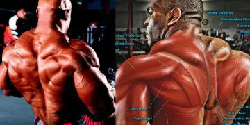 Best Lower Trap Exercises