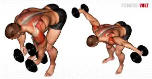 Dumbbell Rear Lateral Raise