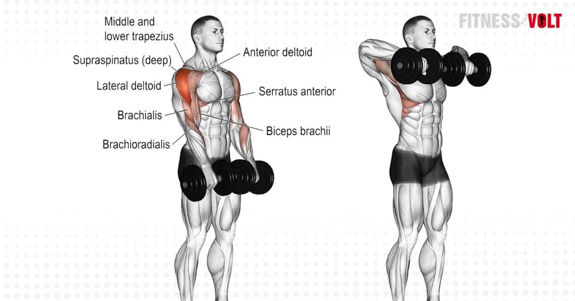 Dumbbell Upright Row Exercise Guide And Videos Fitness Volt 